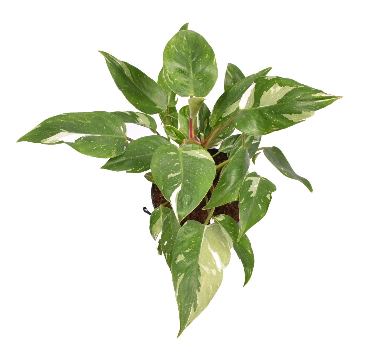 White Princess Philo | Rare Plant