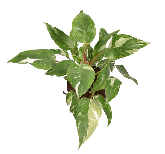 White Princess Philo | Rare Plant | Potted Houseplants
