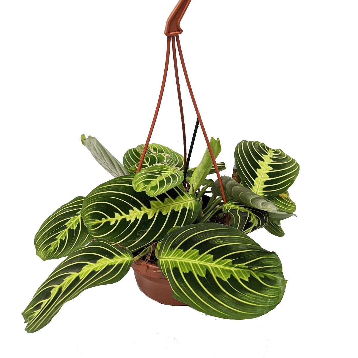 Prayer Plant | Lemon Lime | Rare Plant