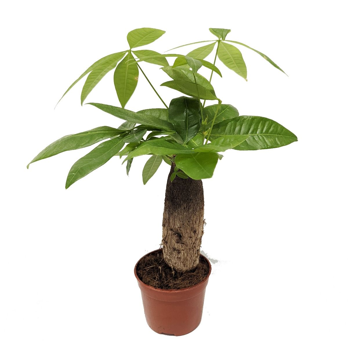 Money Tree | Straight Up!