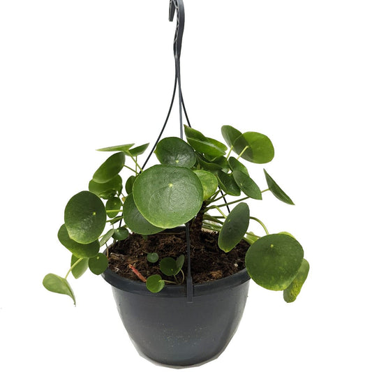 Chinese Money Plant | Potted Houseplants