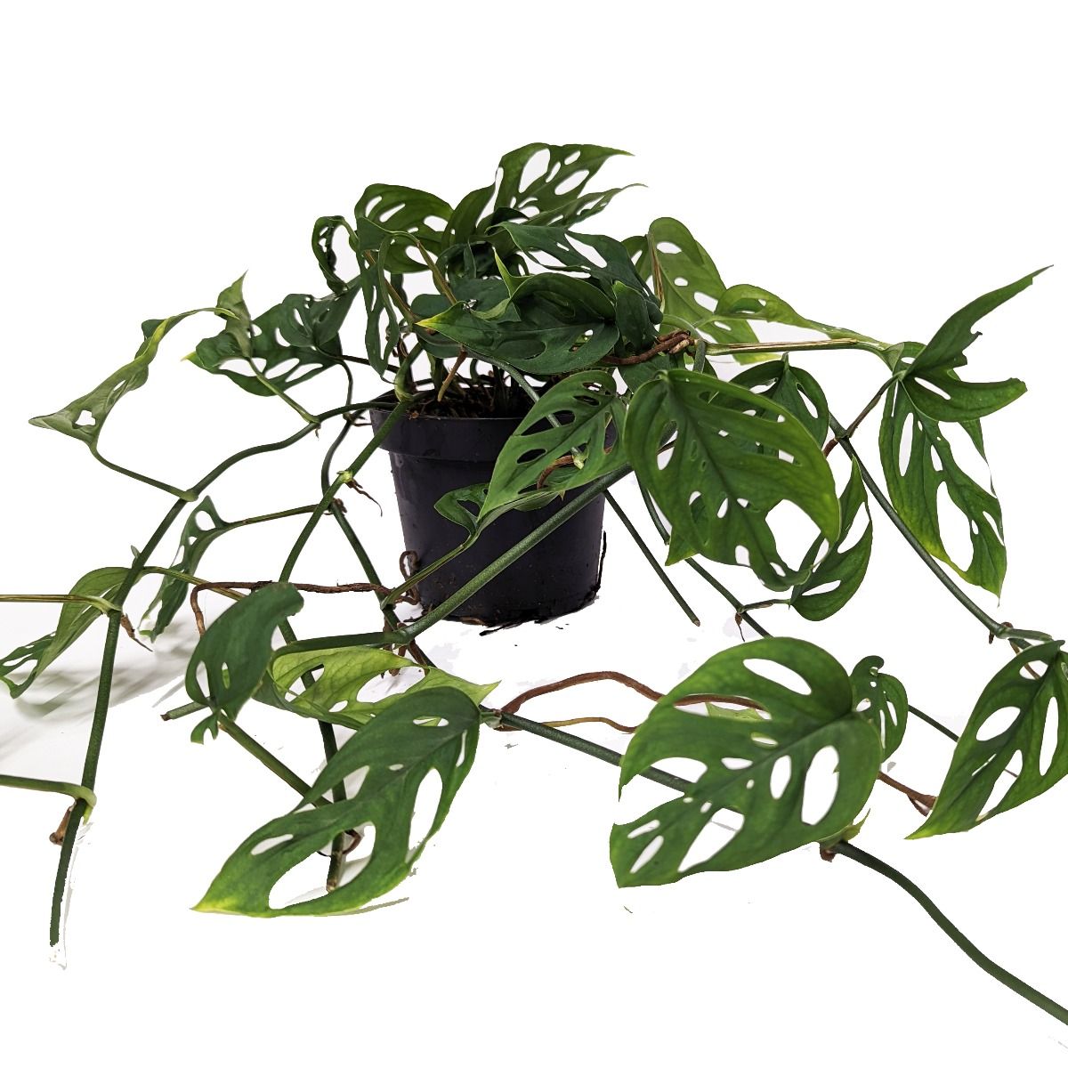 Monkey Mask | Acuminata