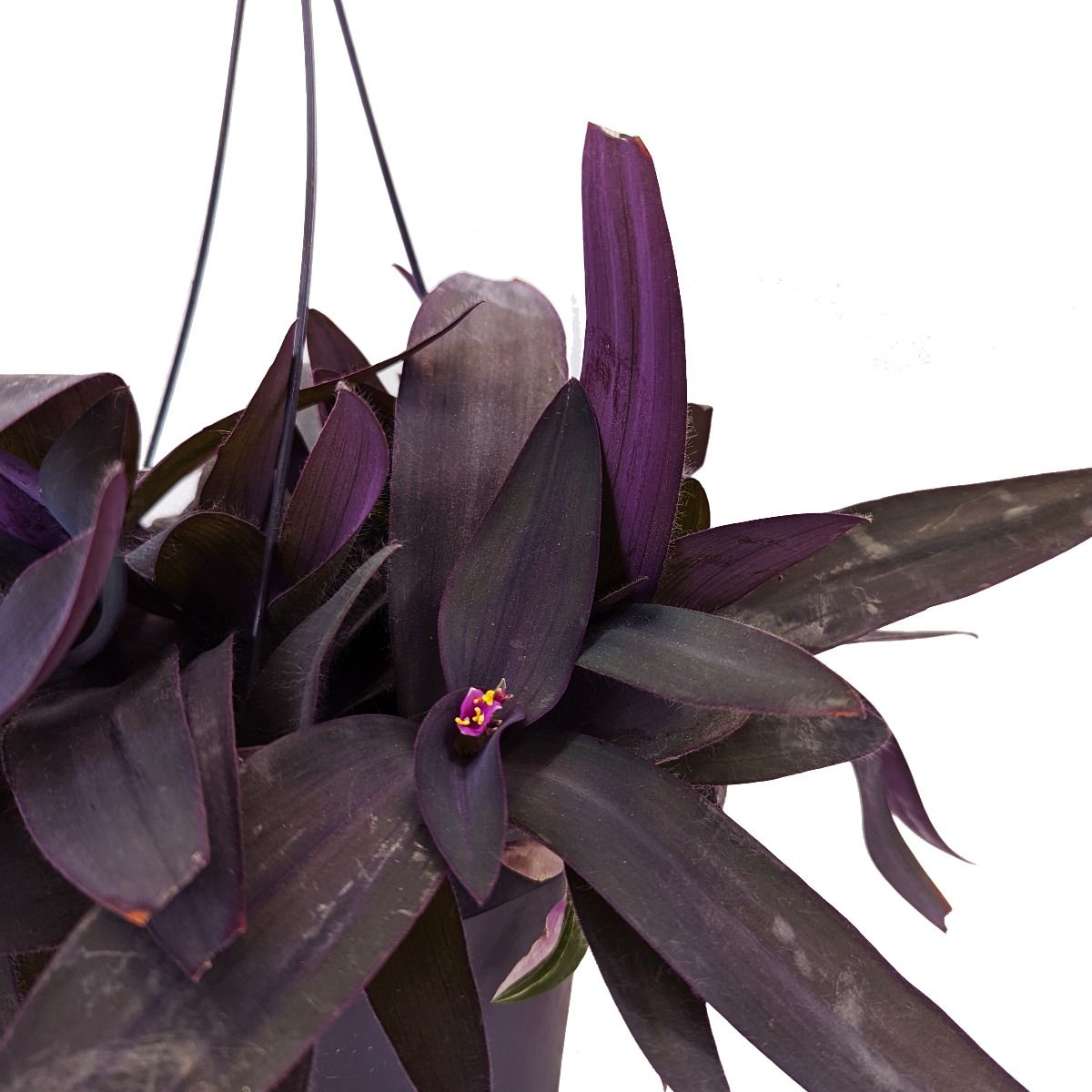 Wandering Dude | Purple Heart | Hard To Find