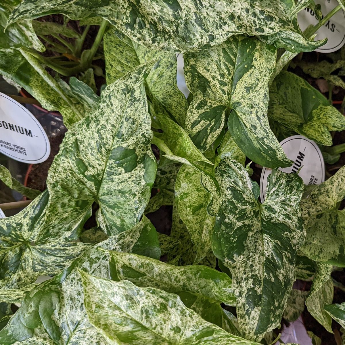 Arrowhead Vine | Mottled Mojito | Rare Plant