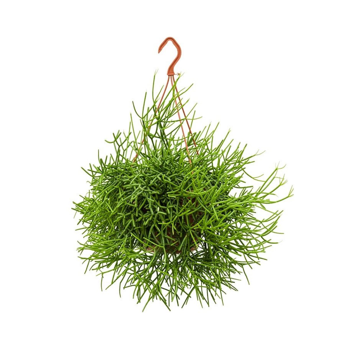 Mistletoe Cactus | Cassutha