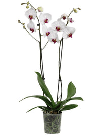 Phalaenopsis Orchid | Red Lips