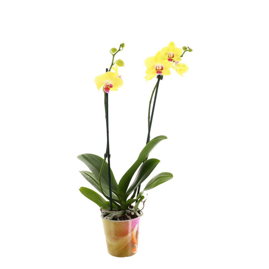 Phalaenopsis Orchid | Yellow Ferrera | Flowering Plants