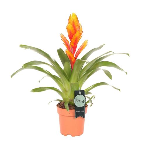 Vriesea Flaming Sword | Delphinus