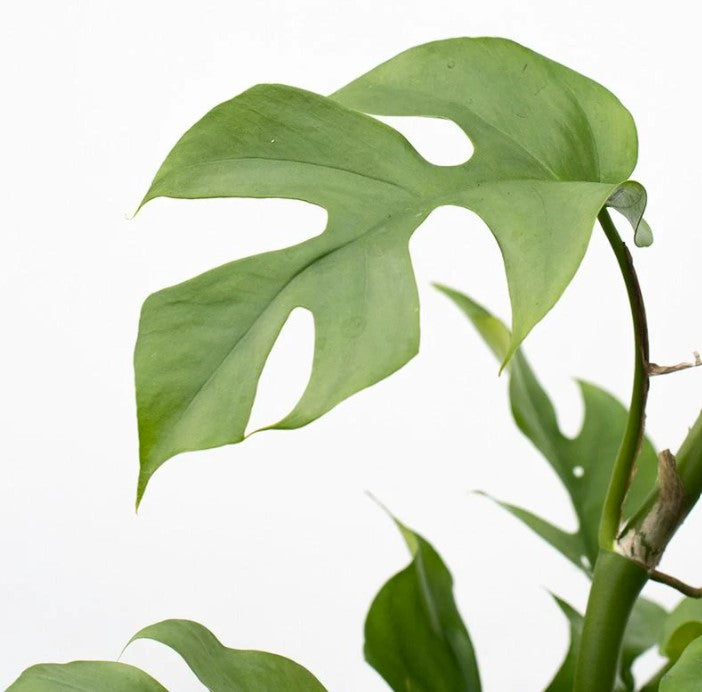 Mini-Monstera | Baby Swiss Cheese