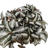 Friendship Plant | Silver Tree