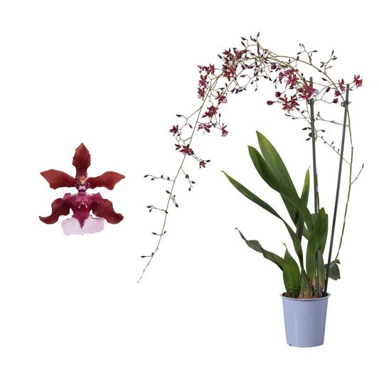 Scented Dancing Ladies Orchid | Cherry Baby | Hard To Find | Indoor Plants