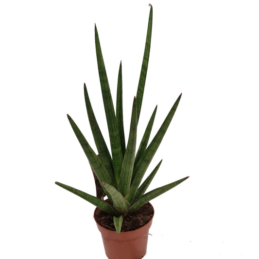 Snake Plant | Tough Guy | Air Purifying Plants