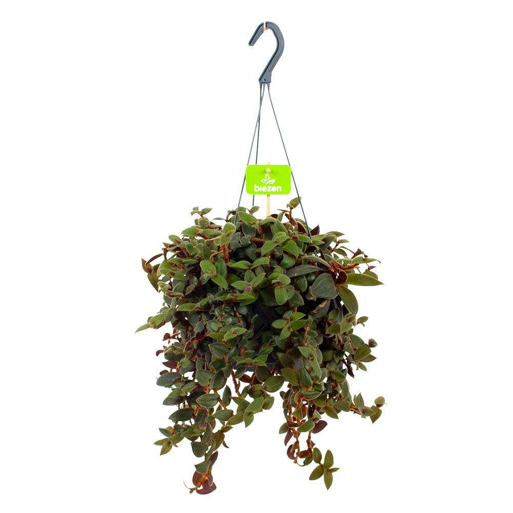 Wandering Dude | Burgundy Hill