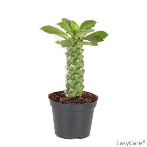 Sausage Spurge | Hard To Find