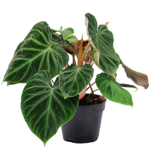 Philo | Incensi | Rare Plant | Large Leaf Plants