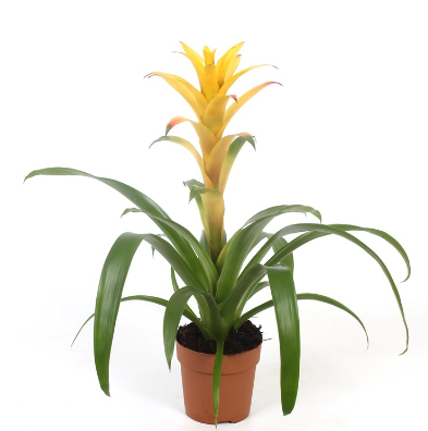 Bromeliad | Guzmania | Deseo Yellow | Potted Houseplants