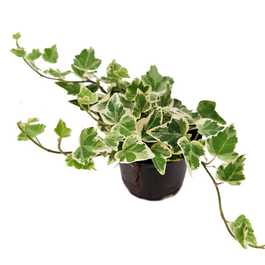 Ivy | White Wonder | Variegated Plants