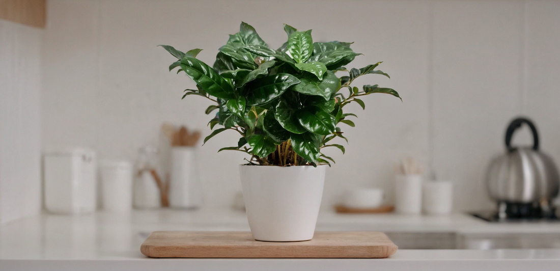 Buy Coffee Plant | Arabica Houseplant Online
