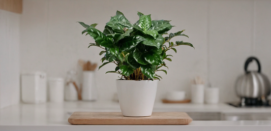 Coffee Plant 'Arabica' (Coffea Rubiaceae Arabica) Review