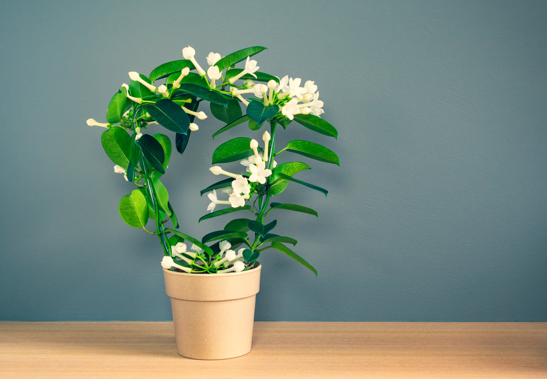 Scented Jasmine Houseplant