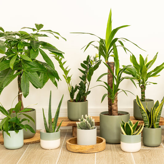 Top 50 Indoor Plants To Transform Your Home: The Ultimate UK Guide to Houseplants