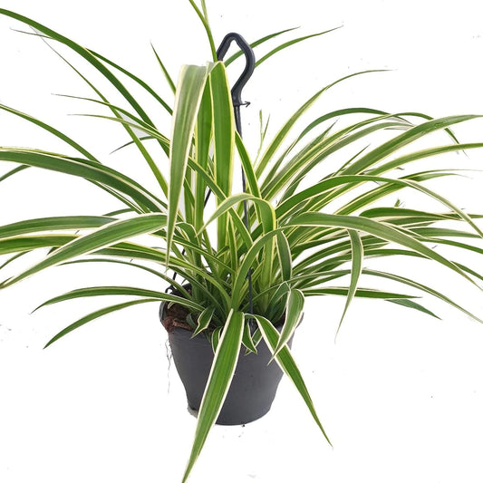 Spider Plant (Chlorophytum) Review