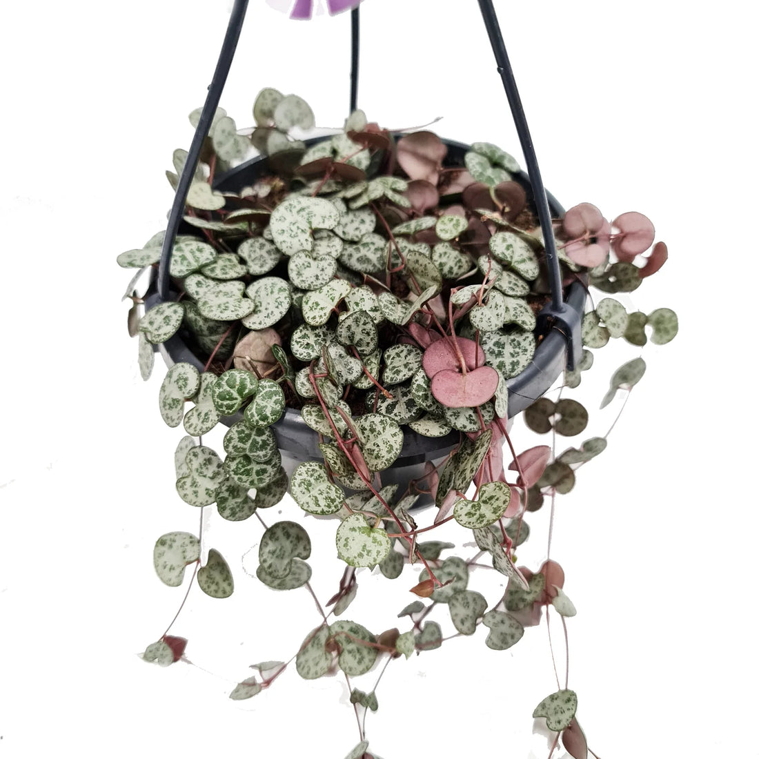 Buy String Of Hearts | Woodii Houseplant Online