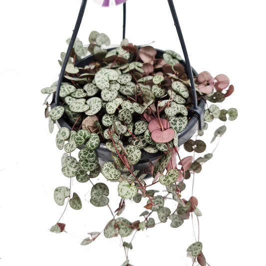 String Of Hearts 'Woodii' (Ceropegia Woodii) Review