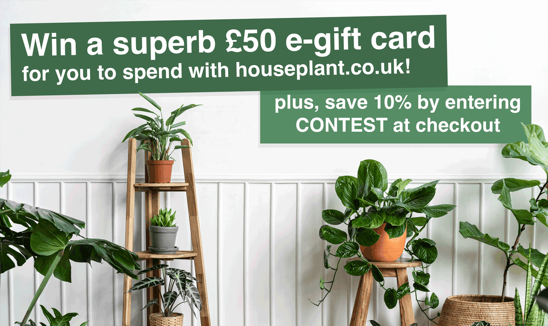 Celebrate and Win a £50 E-Gift Card