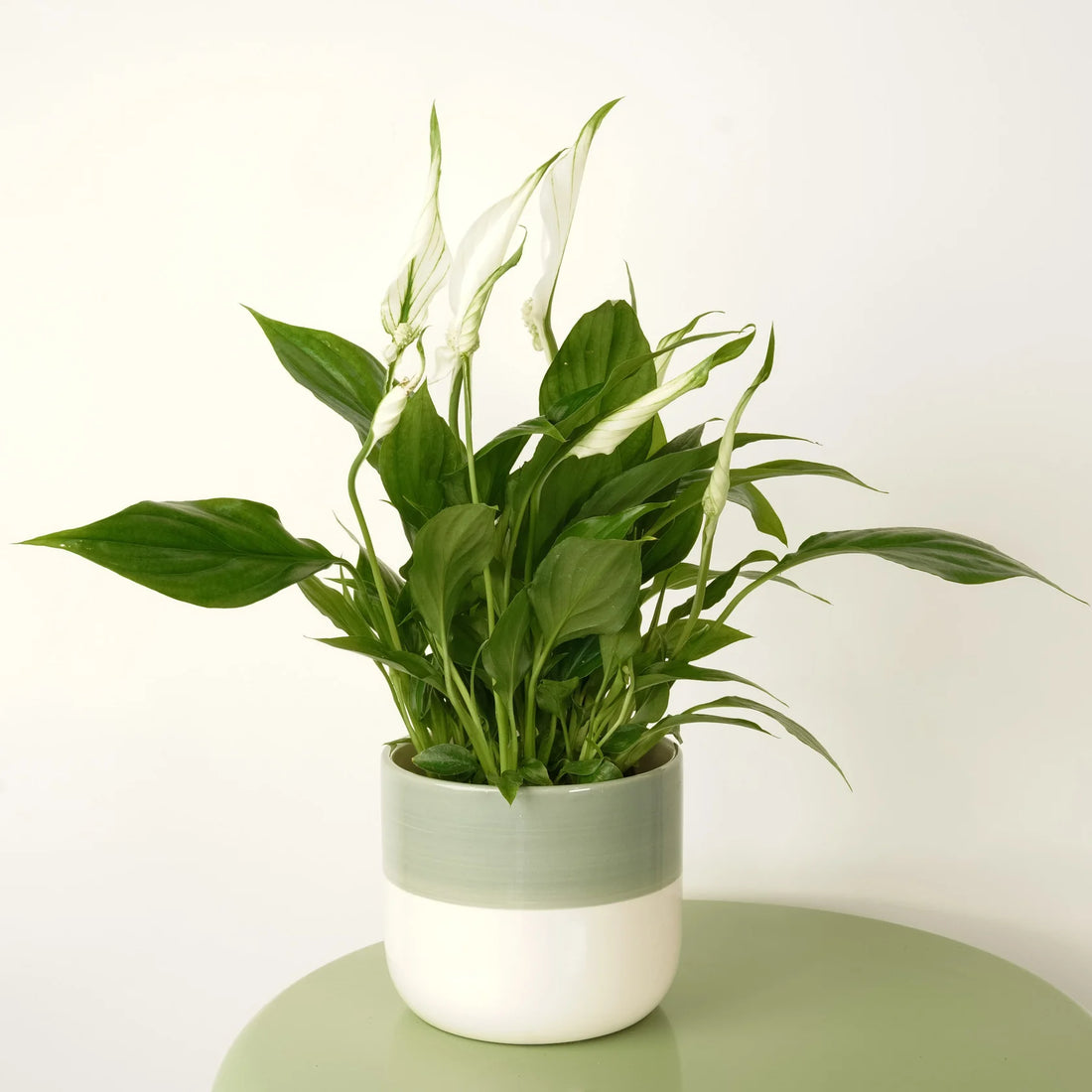 Air-Purifying Indoor Plants
