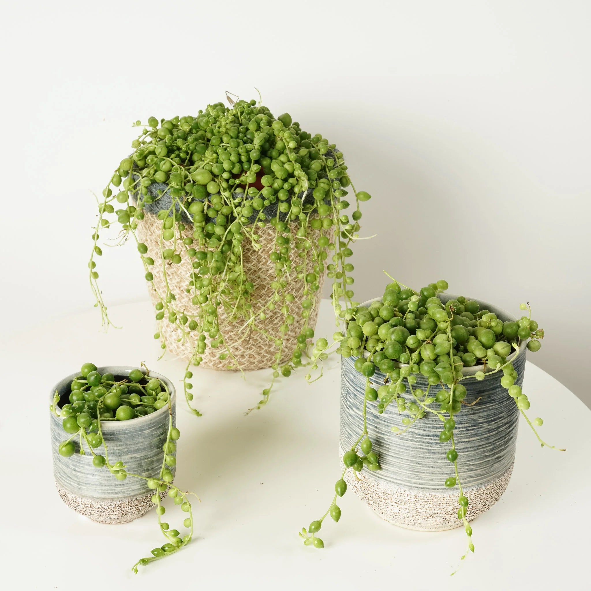 Stringing Plants String Plants Guide: Pearls, Hearts, and More & Houseplant UK