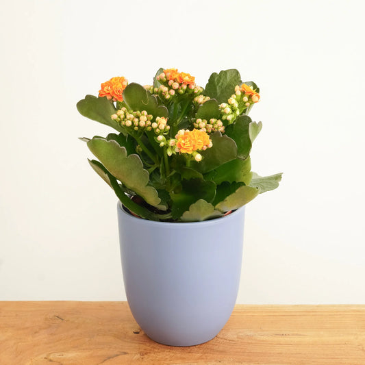 Kalanchoe: Colourful Flowering Succulent Guide
