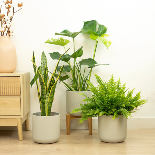The Top 25 Plant Gifts For Black Friday
