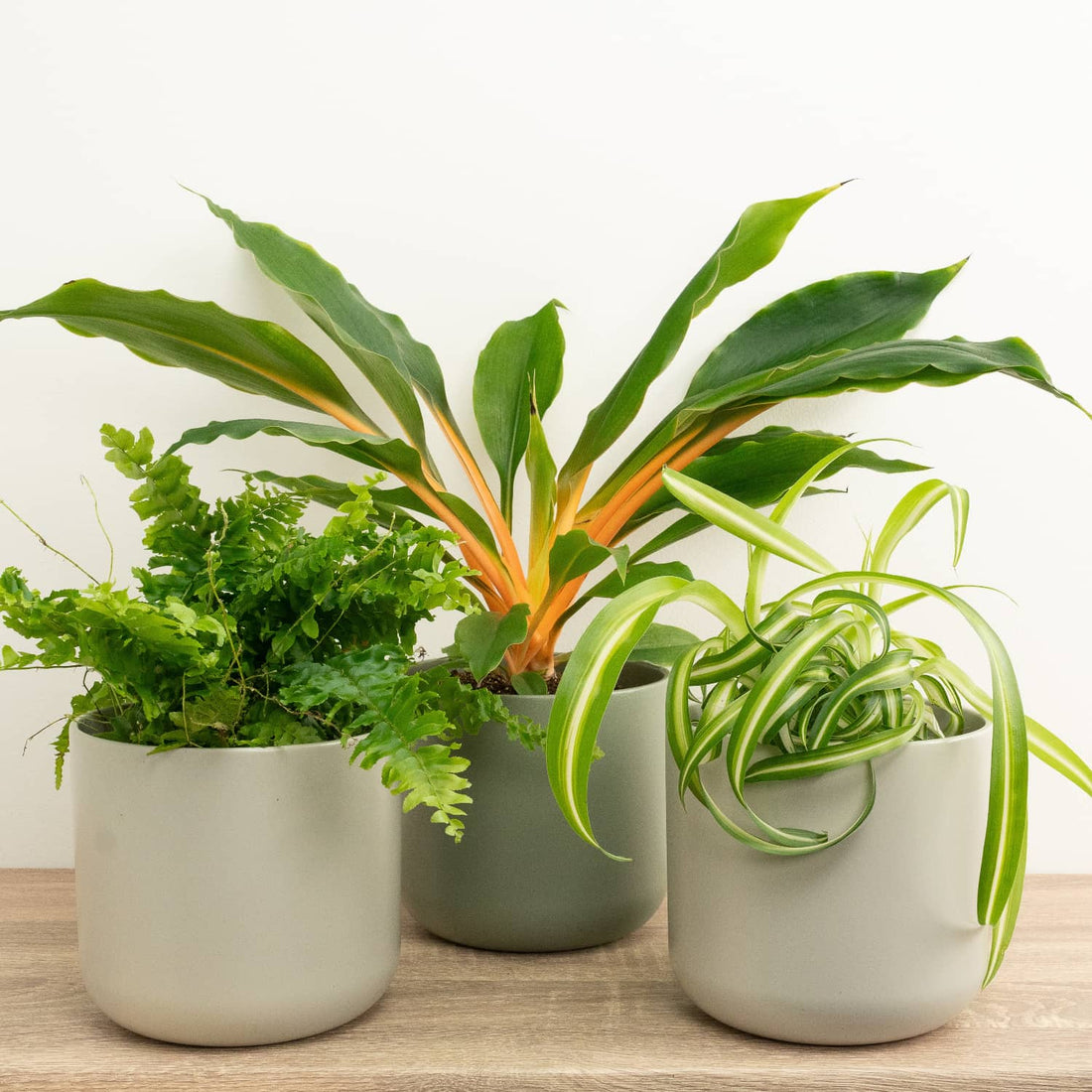 Spring Indoor Plants