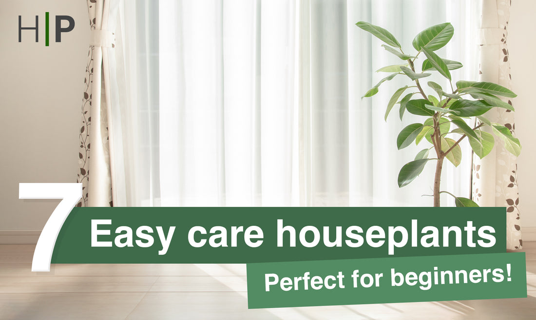 Seven Easy Care House Plants For Beginners