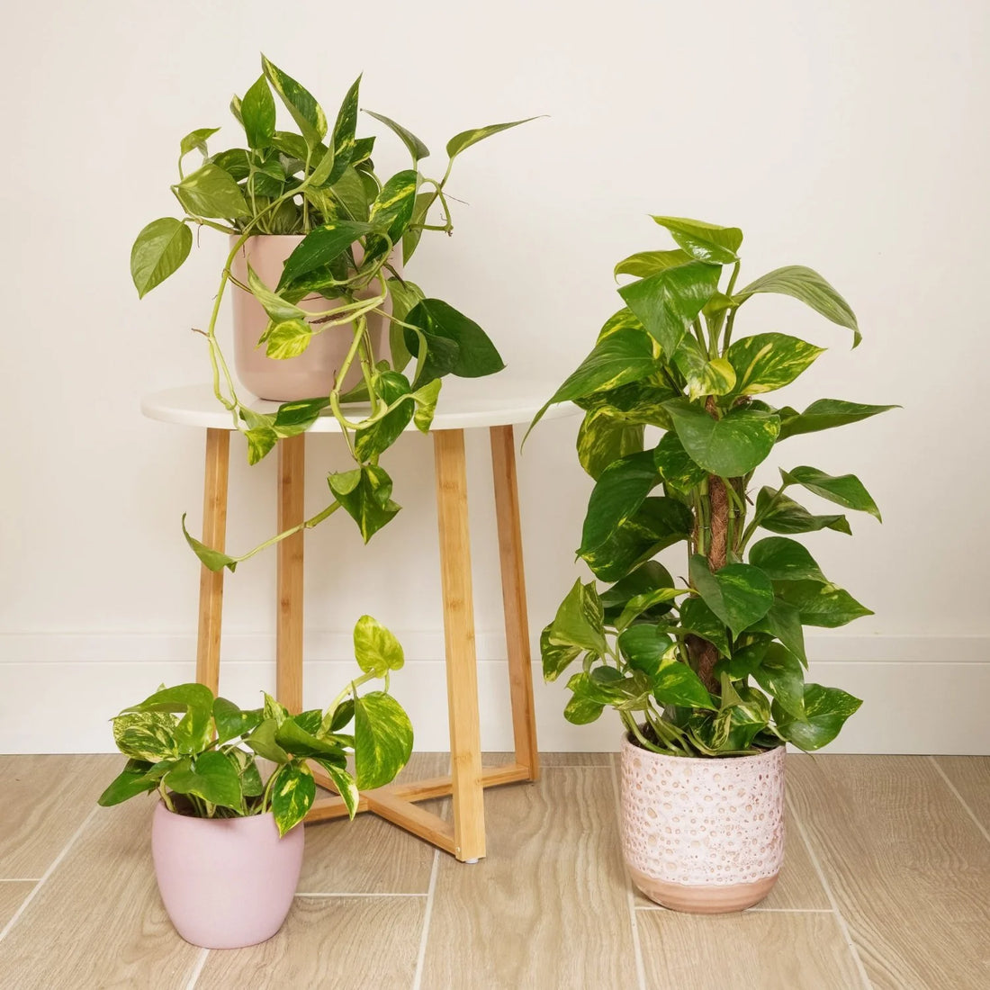 Devil's Ivy: The Perfect Trailing Plant
