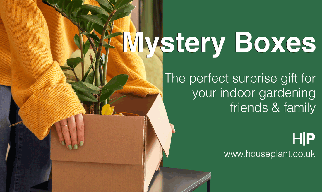 The perfect surprise gift for your indoor gardening friends - a houseplant mystery box