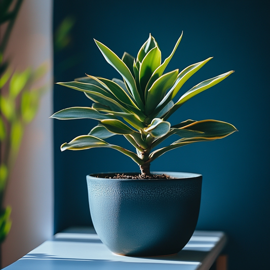 How to pot your plants