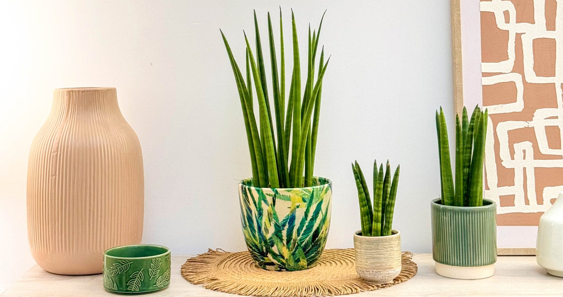 Easy Care Indoor Plants