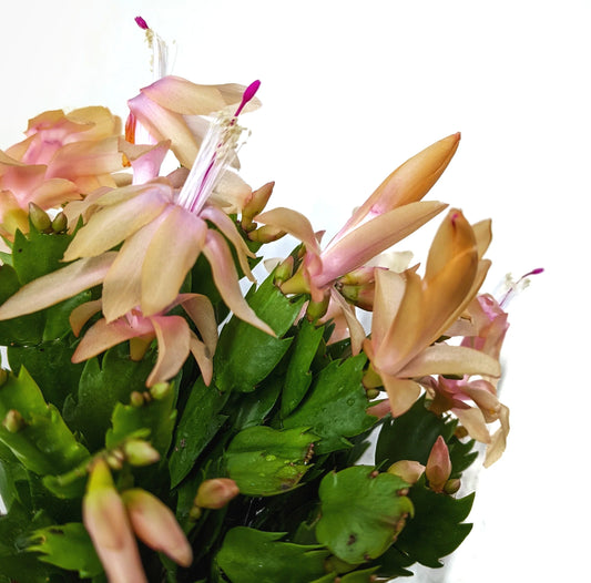 Flowering Cactus (Schlumbergera Bridgesii) Review