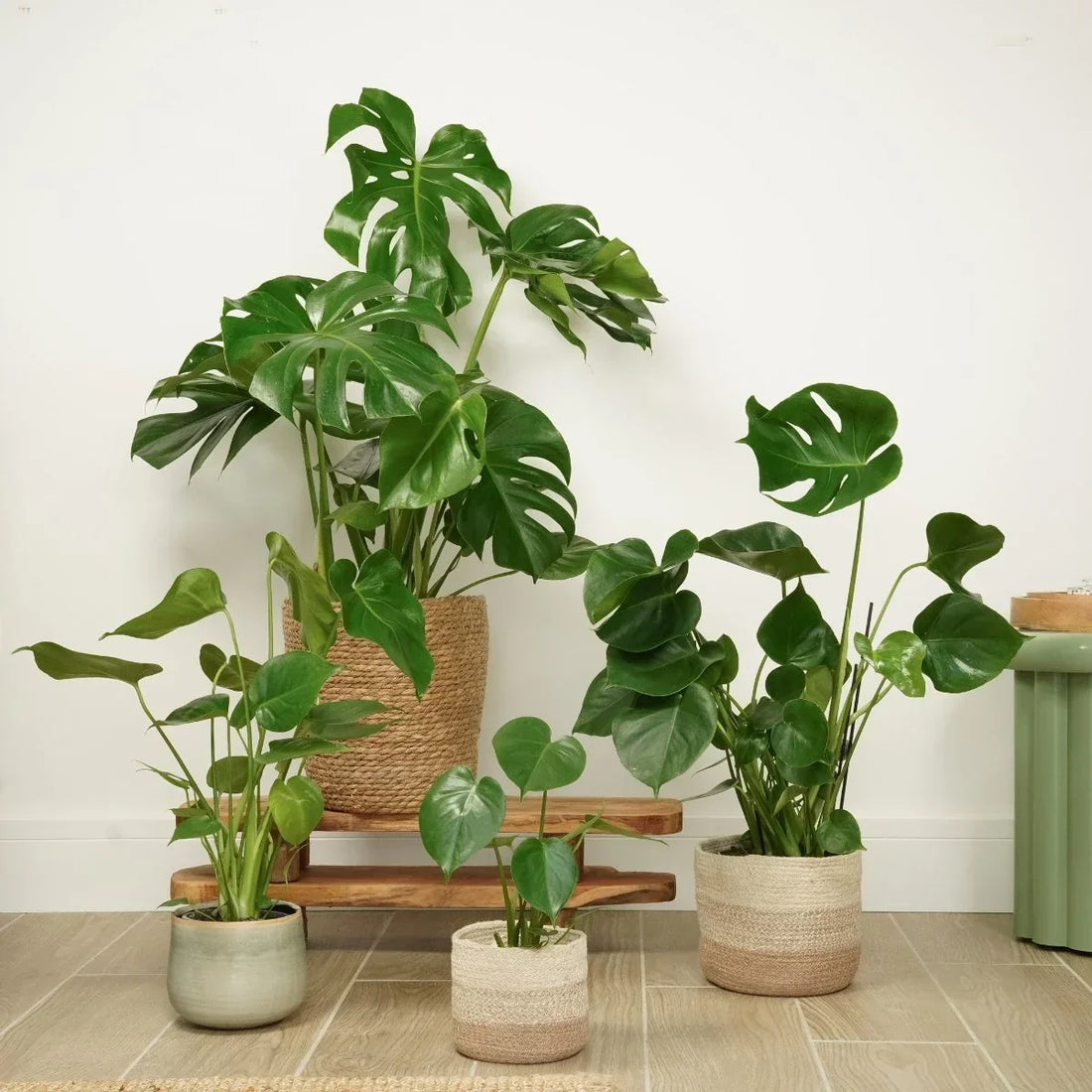 Houseplant UK