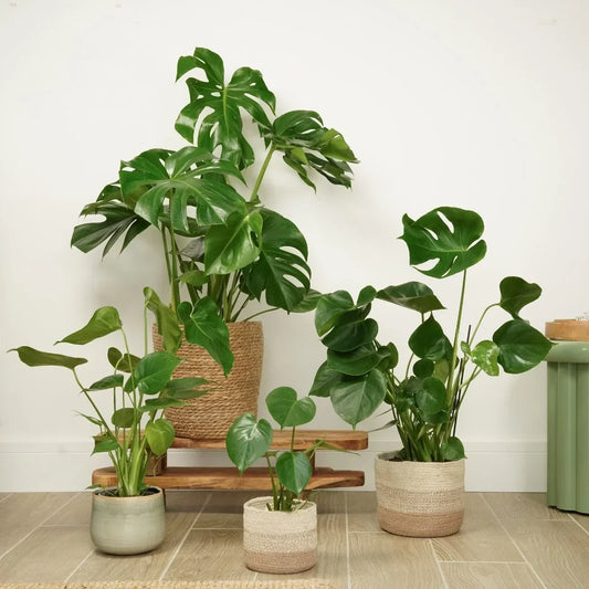Britain’s Biggest Houseplant Trend Is Not a Plant