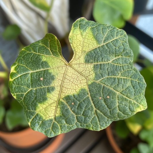 Why are my plant’s leaves scarred?