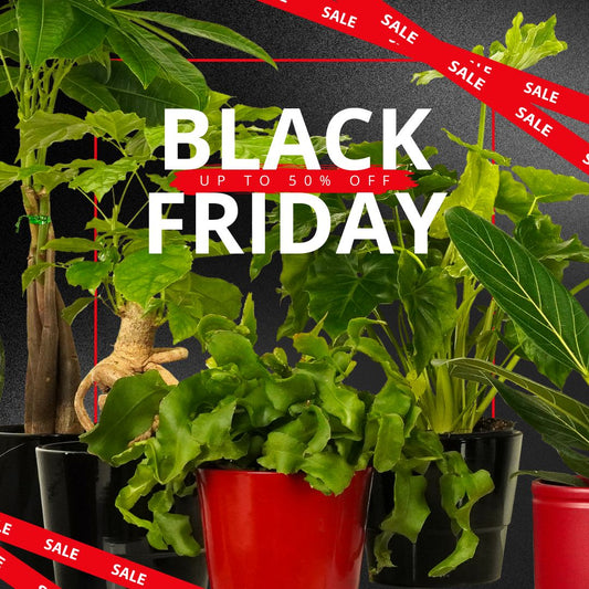35 Blooming Brilliant Black Friday Plant Deals That'll Leaf You Chuffed
