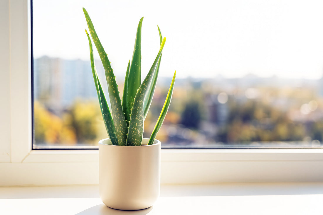 The Best Plants for Direct Sunlight | Houseplant, Indoor Plants