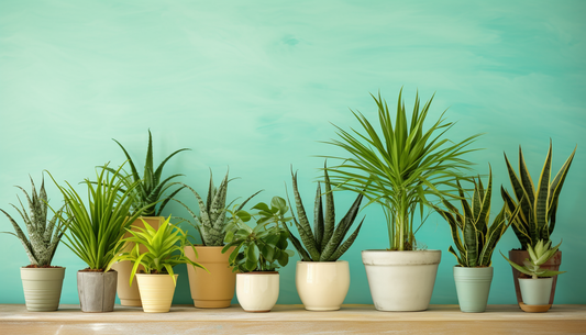 Perfect Spring & Summer Houseplants