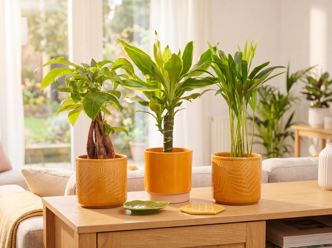 Summer Heatwave Houseplants