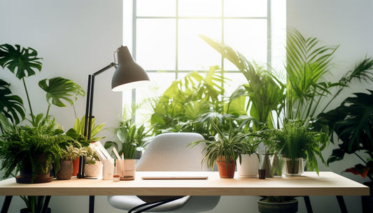 Boost Your Productivity: The Best Office Plants to Buy Online