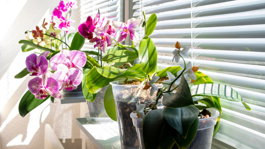 Buying Orchids Online
