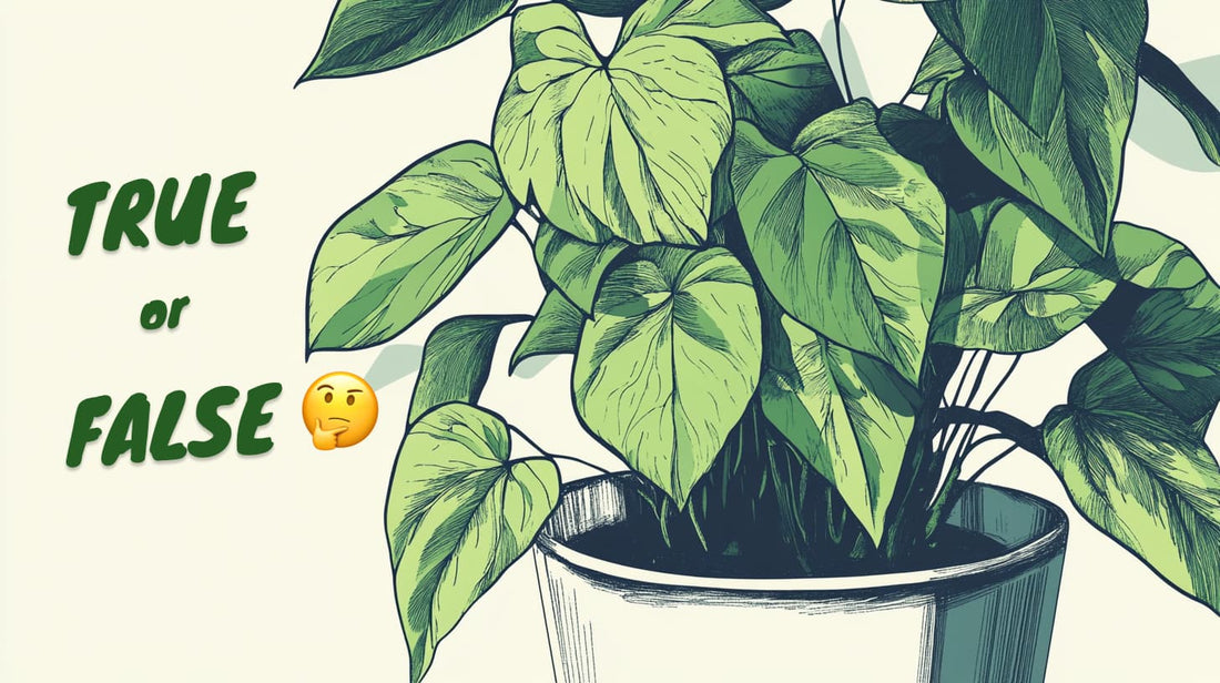 30 Common Houseplant Myths Debunked